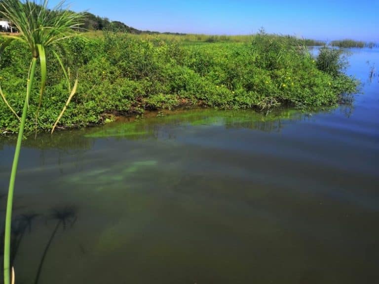 Detectan aumento de cianobacterias en el Lago Ypacaraí